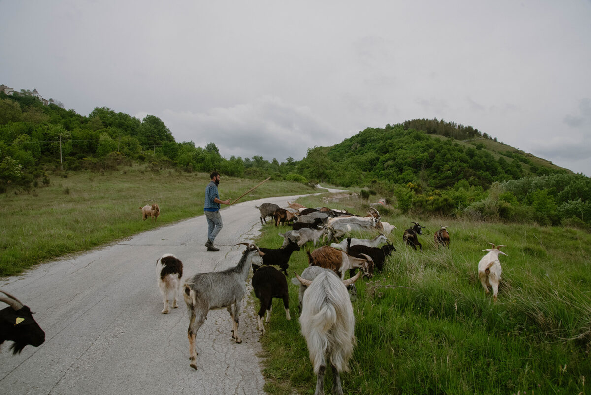 La-transumanza_1-copy