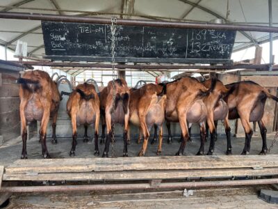 WhatsApp-Image-2026-04-17-at-16.16.12