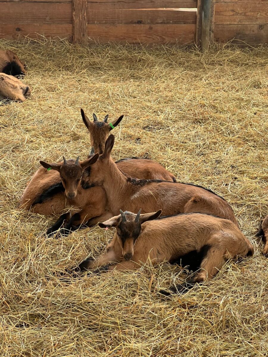 WhatsApp-Image-2026-04-17-at-16.16.41