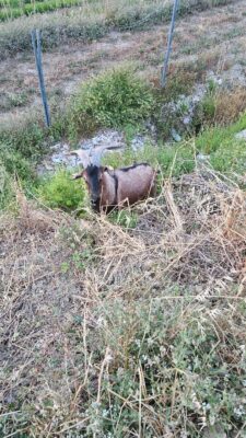 maschio