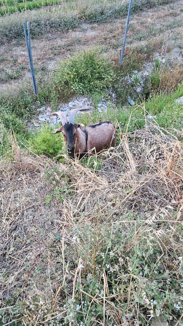 maschio